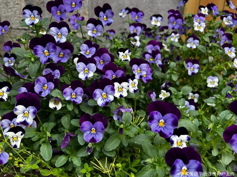 美酒消愁愁不见